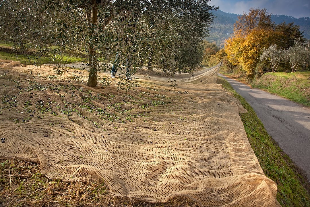 Traditional harvest of olives.