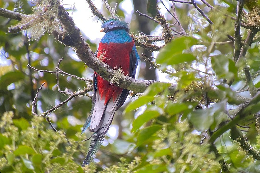 Resplendent quetzal bird with vibrant blue, red, and green feathers perched on a moss-covered tree branch in a lush forest setting, surrounded by green foliage in Cost Rica