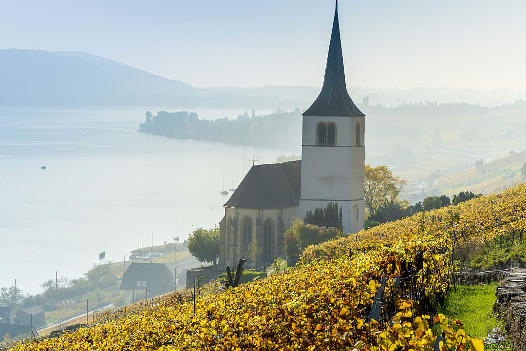 Vineyards by Lake Biel