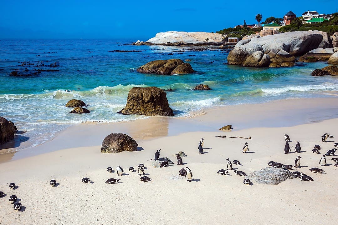 Penguin colony at at Boulder's beach in Cape Town, South Africa