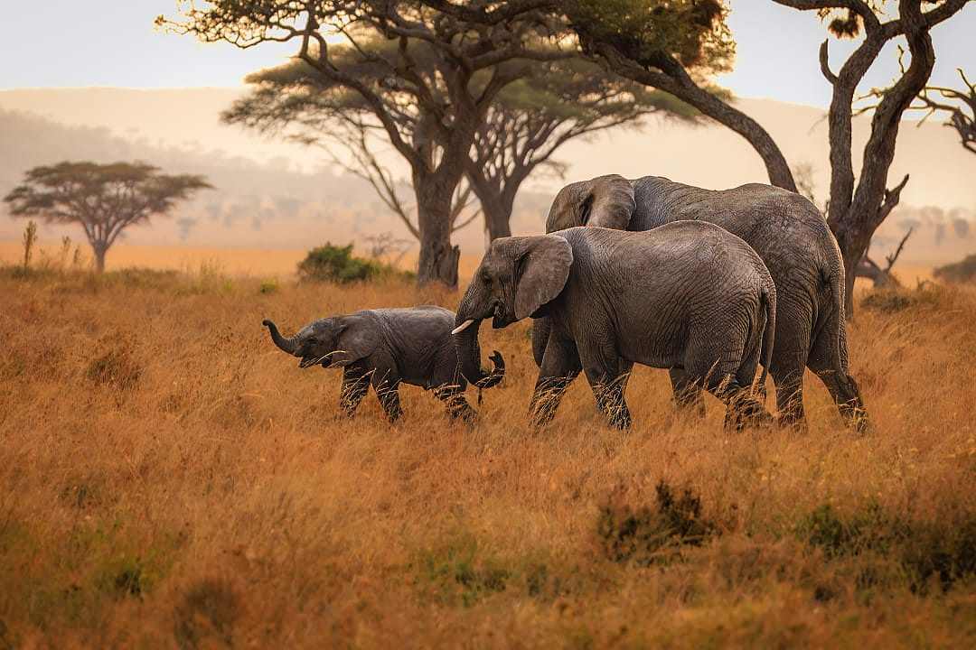 A herd  of elephants in the Serengeti, Tanzania.