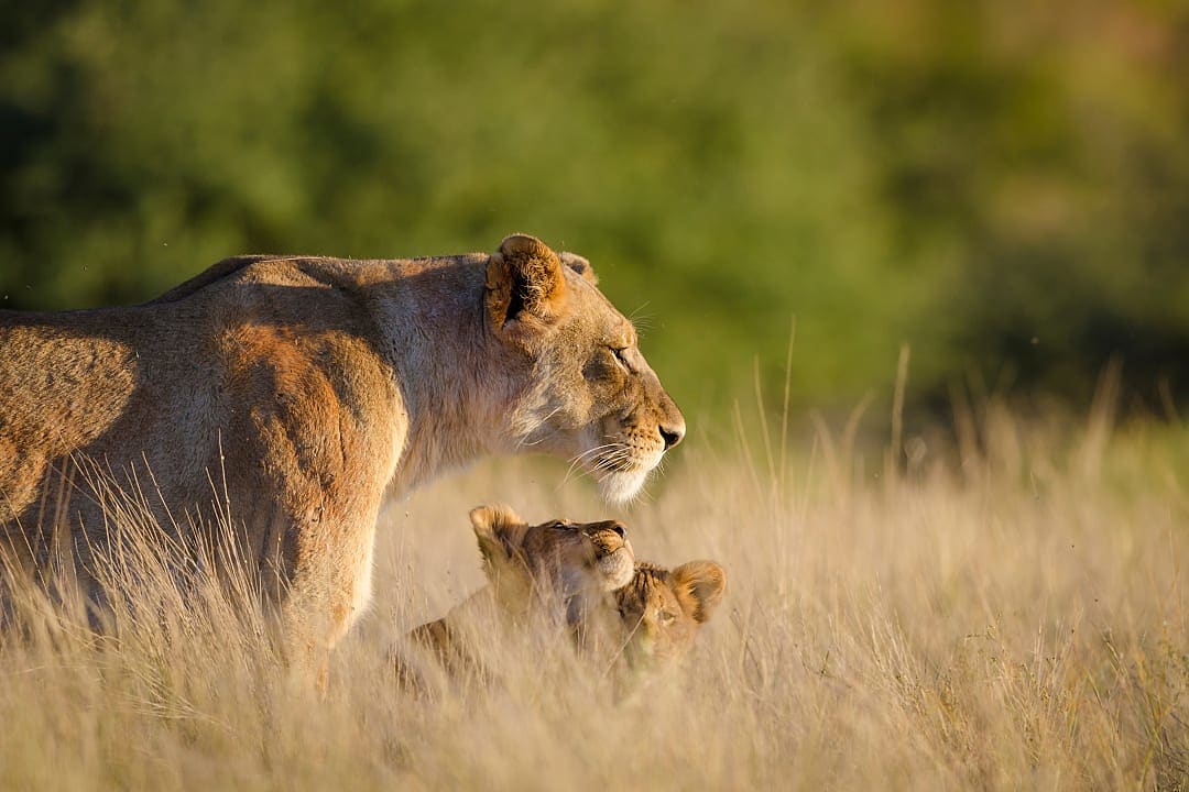 Lioness and two cubs in South Africa
