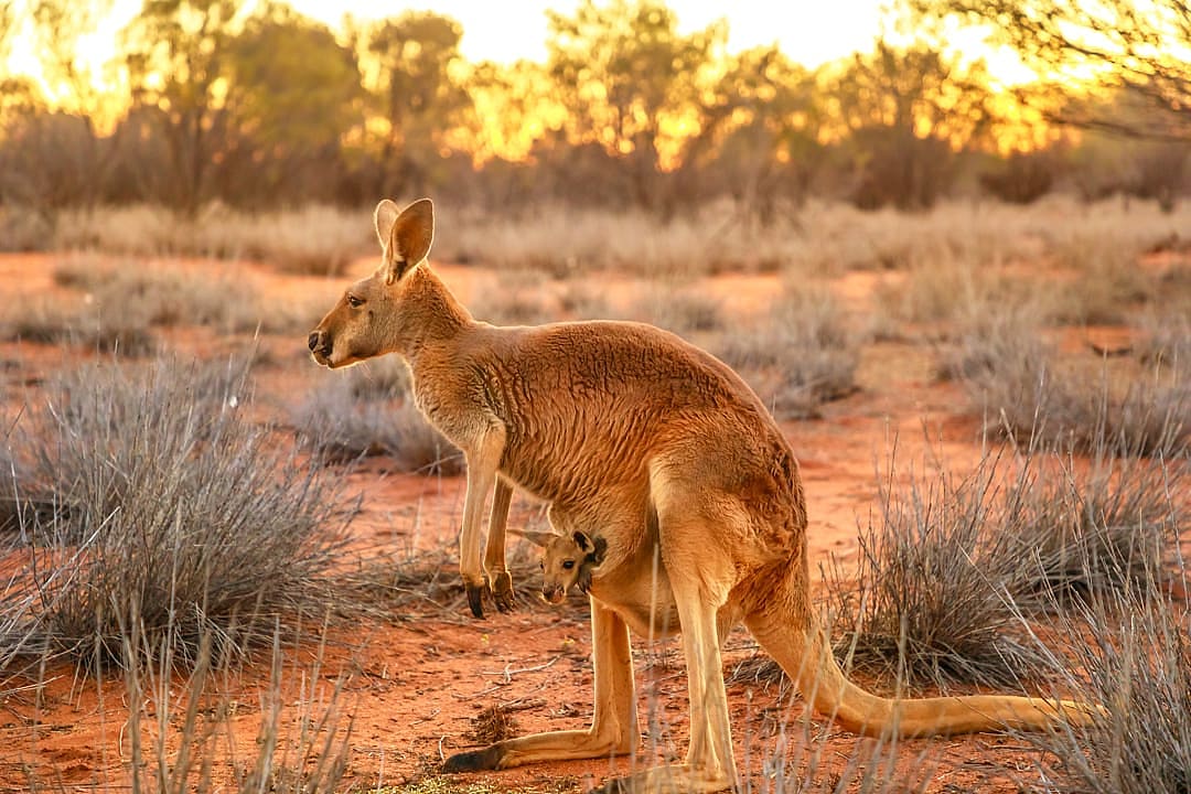 Kangaroo.