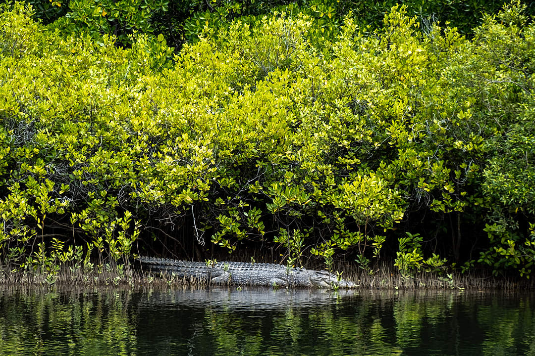 Crocodile in Daintree National Park, Queensland 