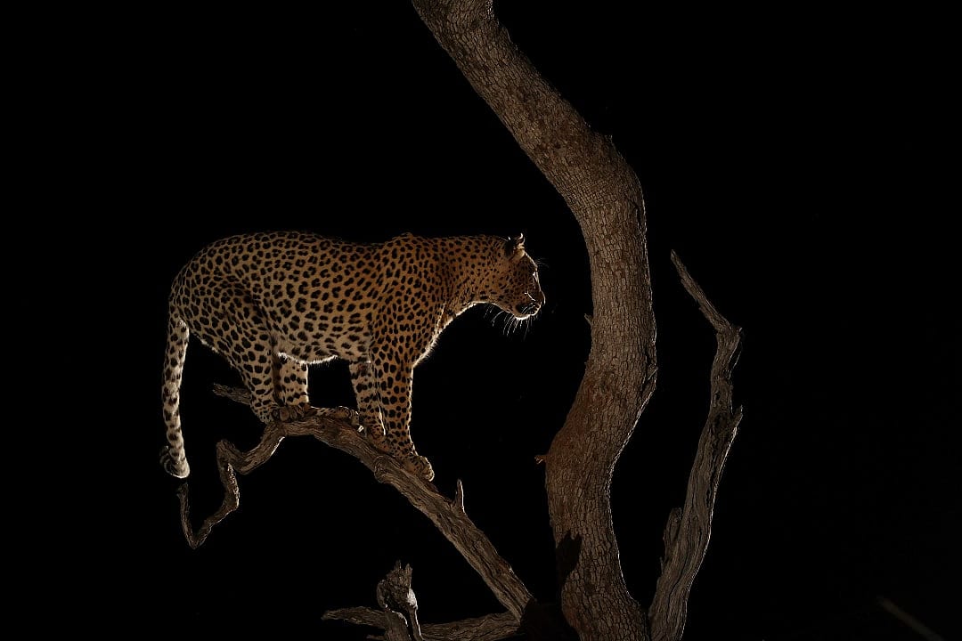 A leopard sighting during a night game drive.