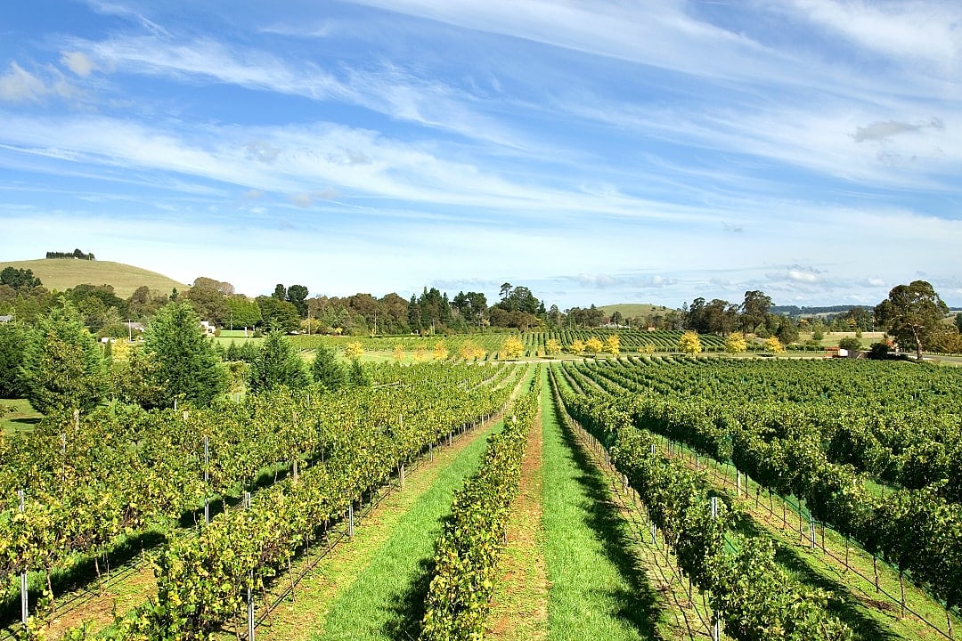 A vineyard in the Southern Highlands, Australia.