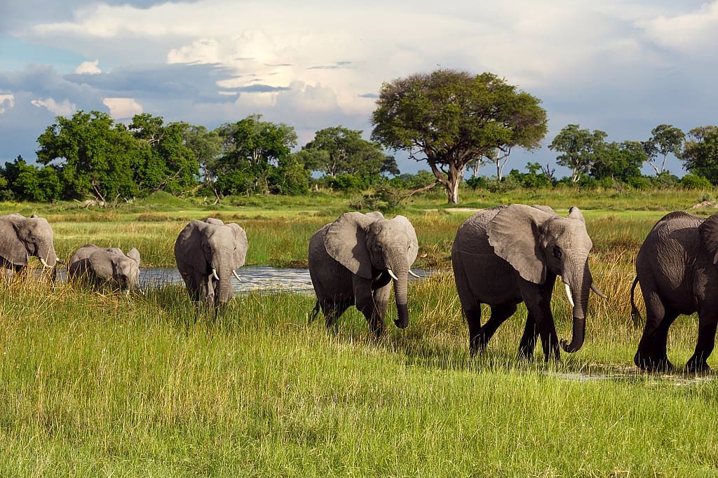 Column of elephants walking through grass along the riverbank in Chobe National Park, Botswana