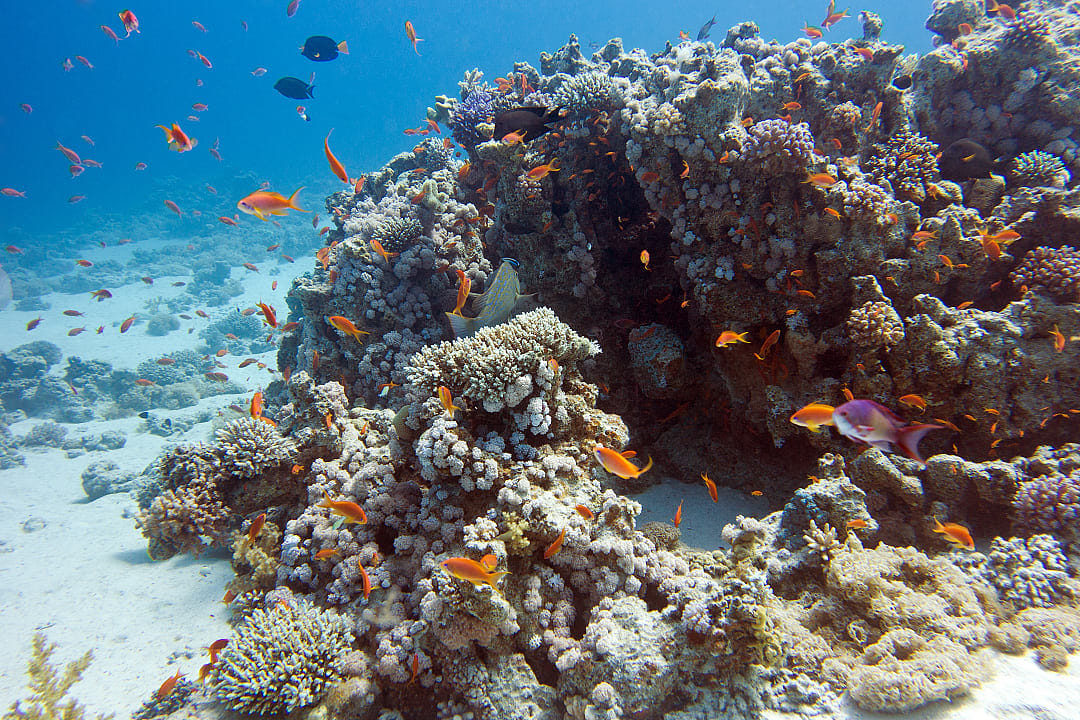 Underwater coral reef teeming with colorful fish in the crystal-clear waters of Fiji's vibrant marine ecosystem