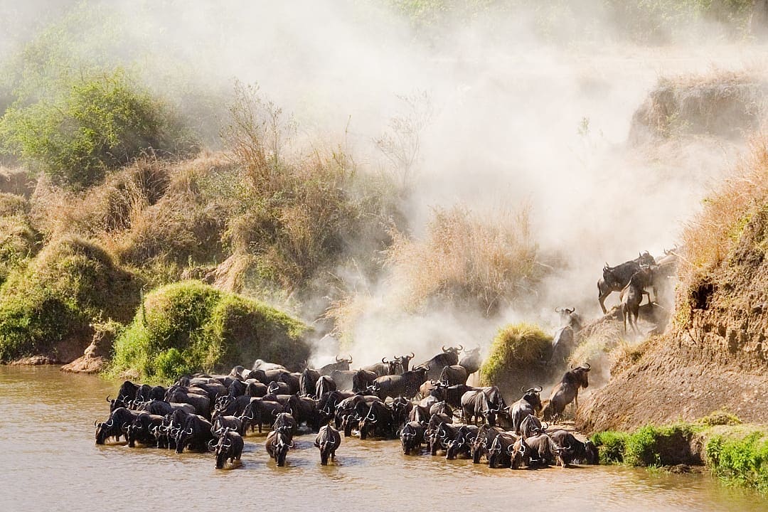 The Great Migration, Mara River, Kenya