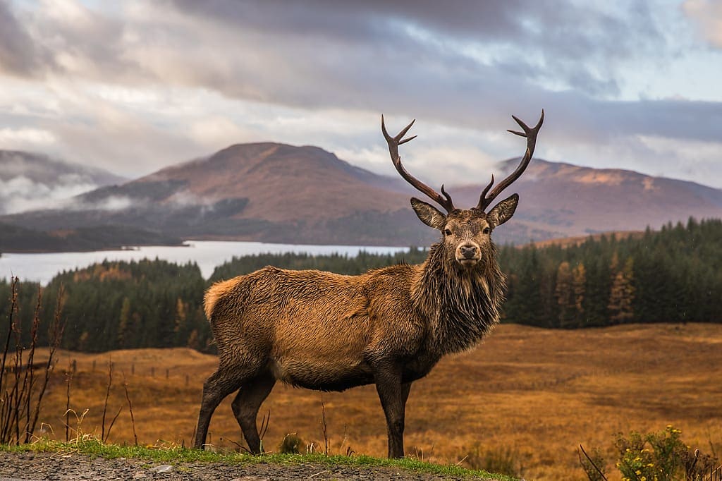 Scottish stag in the Highlands