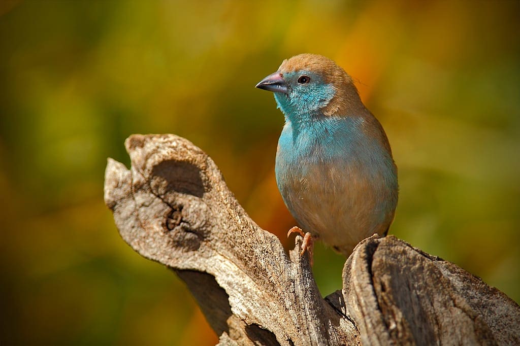 Blue waxbill in Linyanti National Park, Botswana