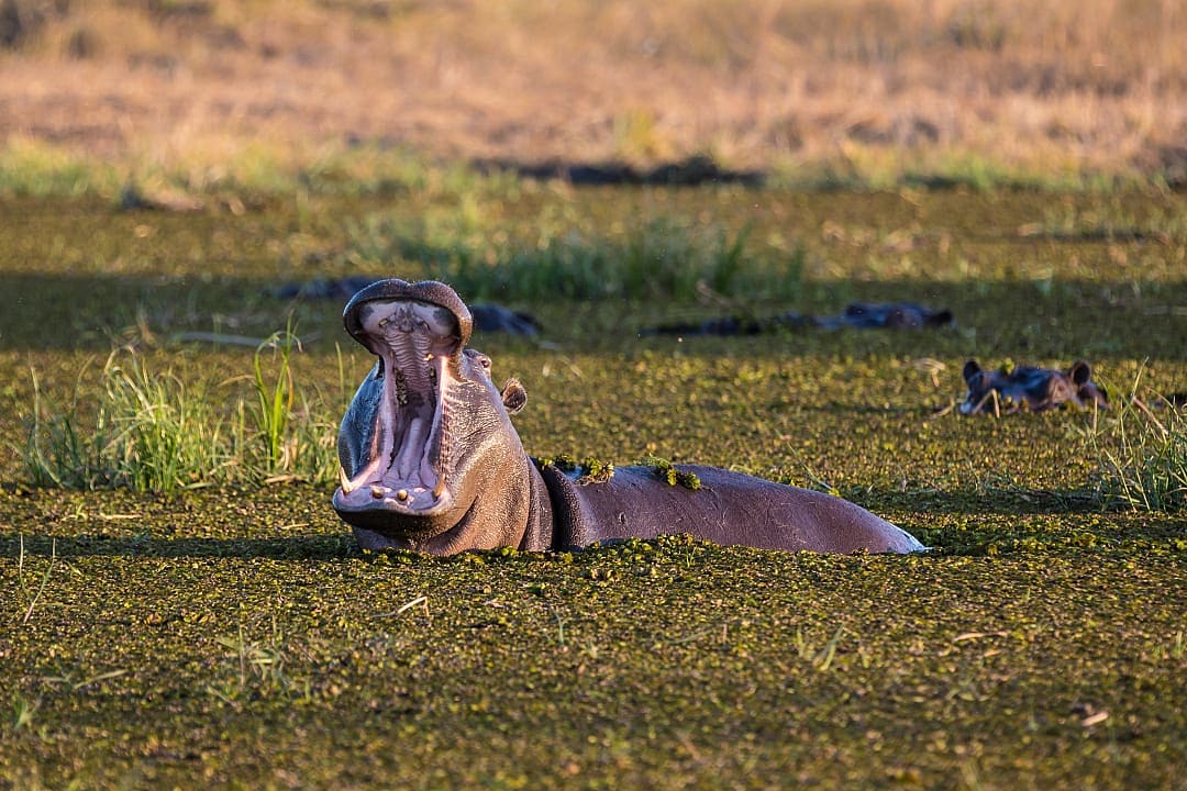 A hippo in the Okavango Delta, Botswana