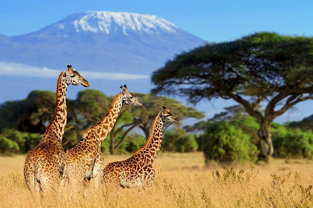 Giraffes in the background of Mount Kilimanjaro, Amboseli National Park, Kenya