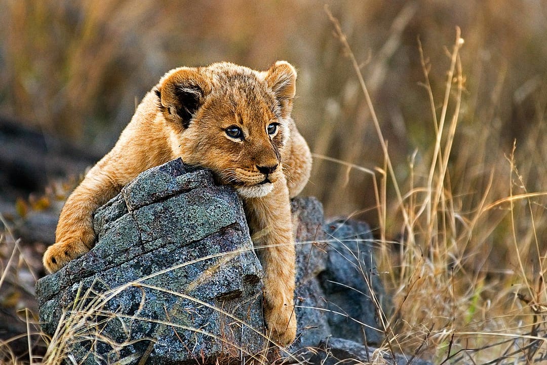 Lion cub in the plains of South Africa