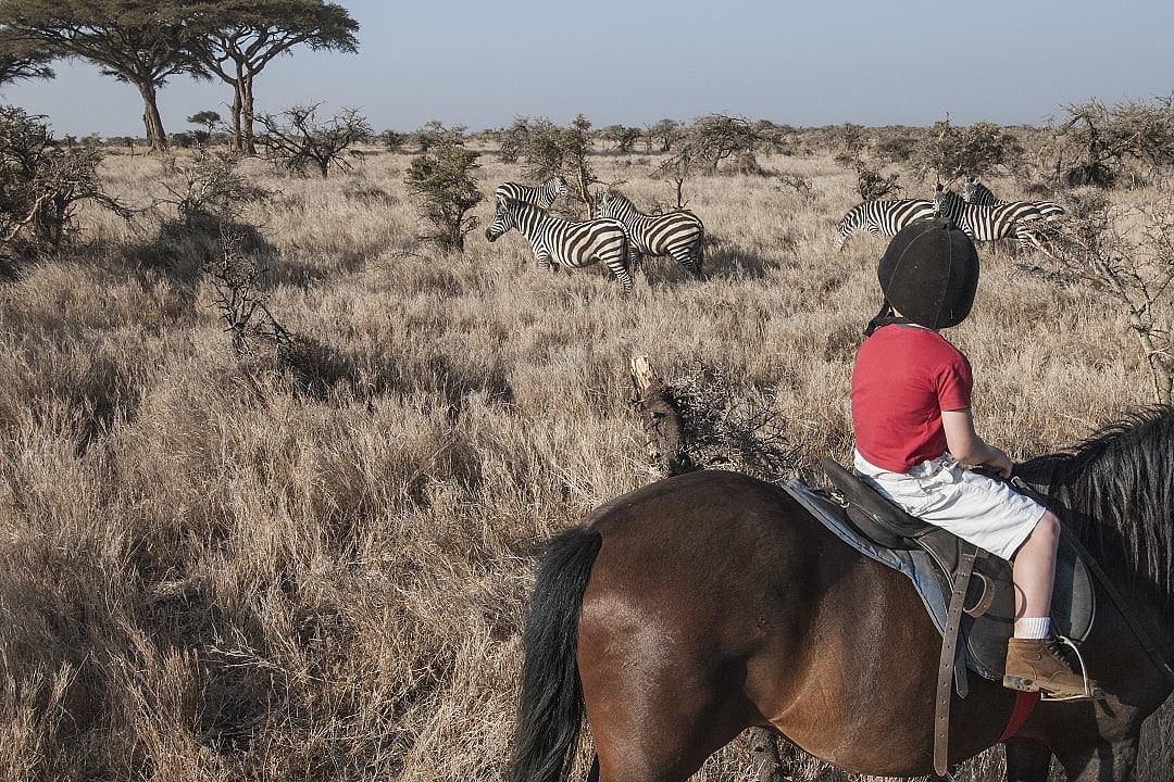 Child on horseback watches zebras grazing in golden African savanna.