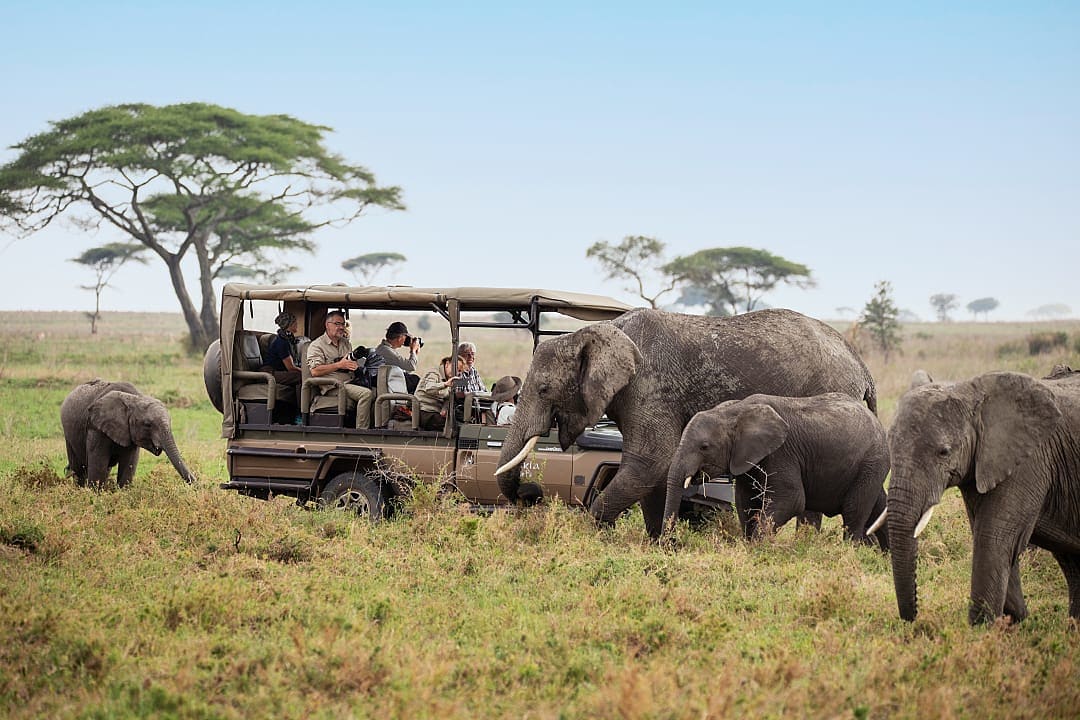 Observing elephants while on a safari game drive in Serengeti, Tanzania