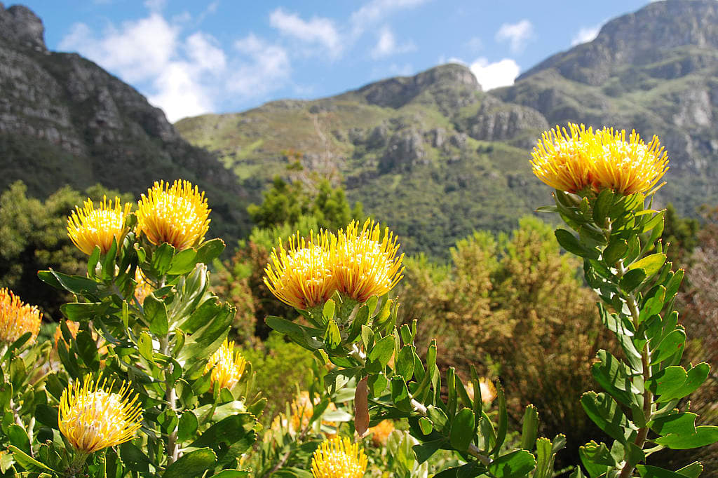 Blooms at Kirstenbosch Botanical Garden in Cape Town, South Africa
