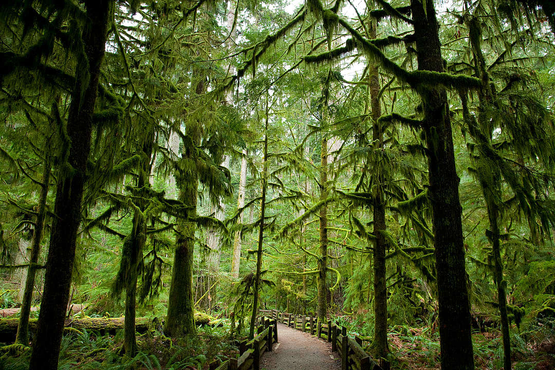 The lush green forest features mossy trees and a peaceful pathway.