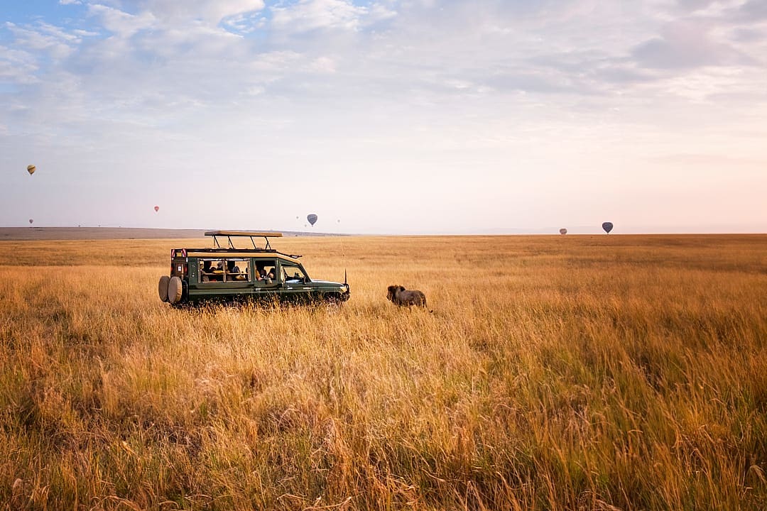 Golden plains of the Maasai Mara 