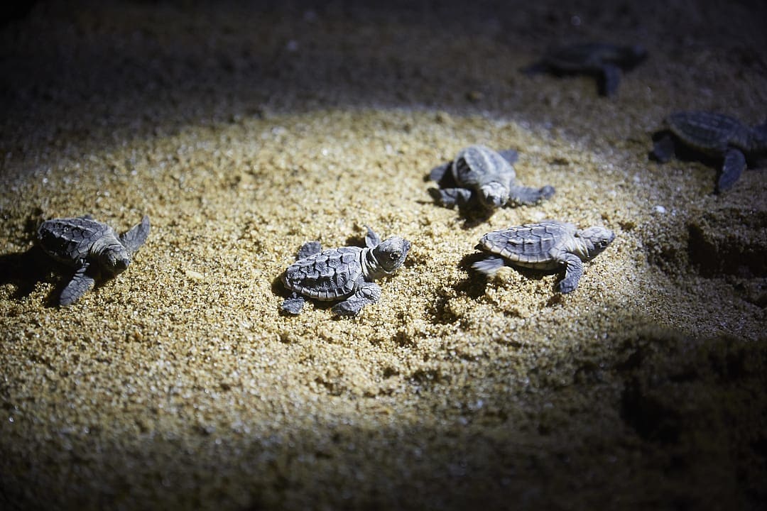 Newly hatched turtles at night in the sand, making their way to the sea