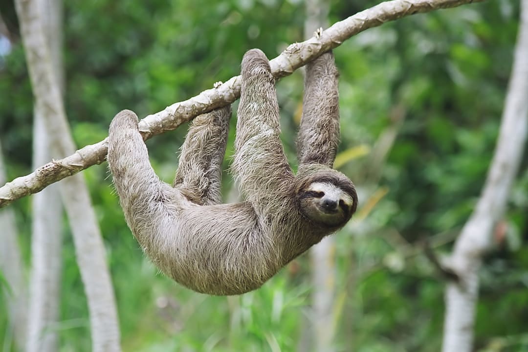 A sloth hanging from a branch on Sloth Island.