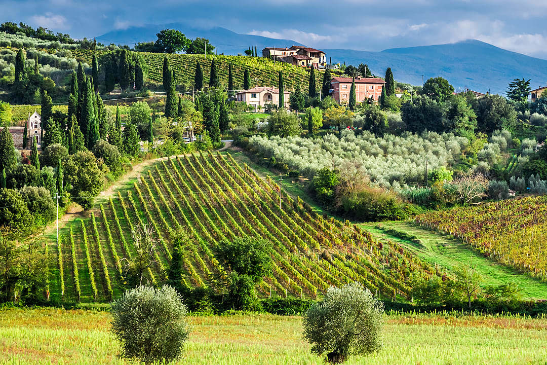 Small vineyard in Tuscany, Italy