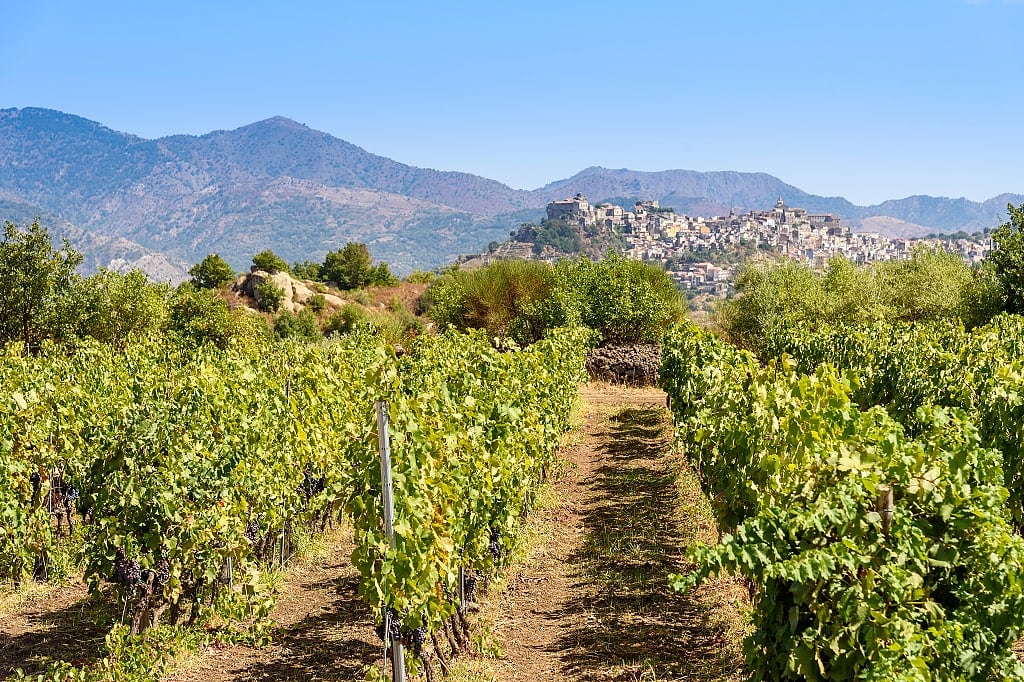 Vineyards in Sicily, Italy