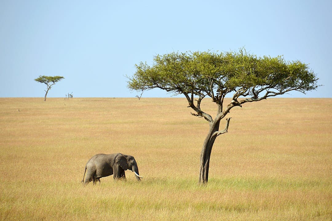 Plains in Maasai Mara, Kenya.
