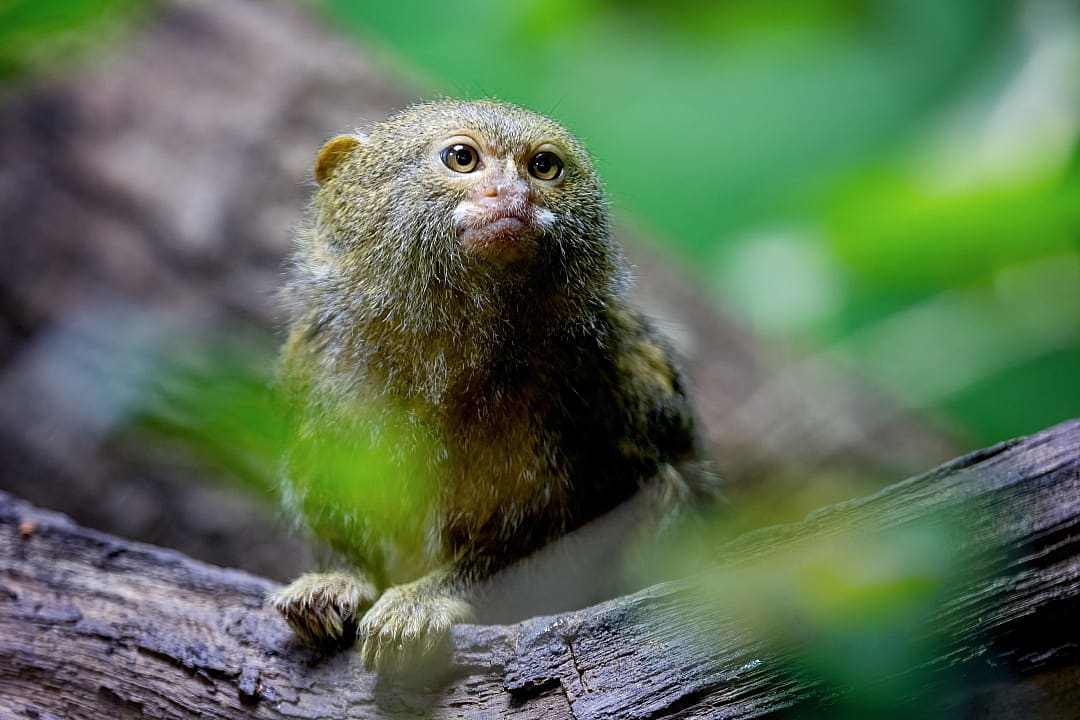 Pygmy Marmoset in the Peruvian Amazon