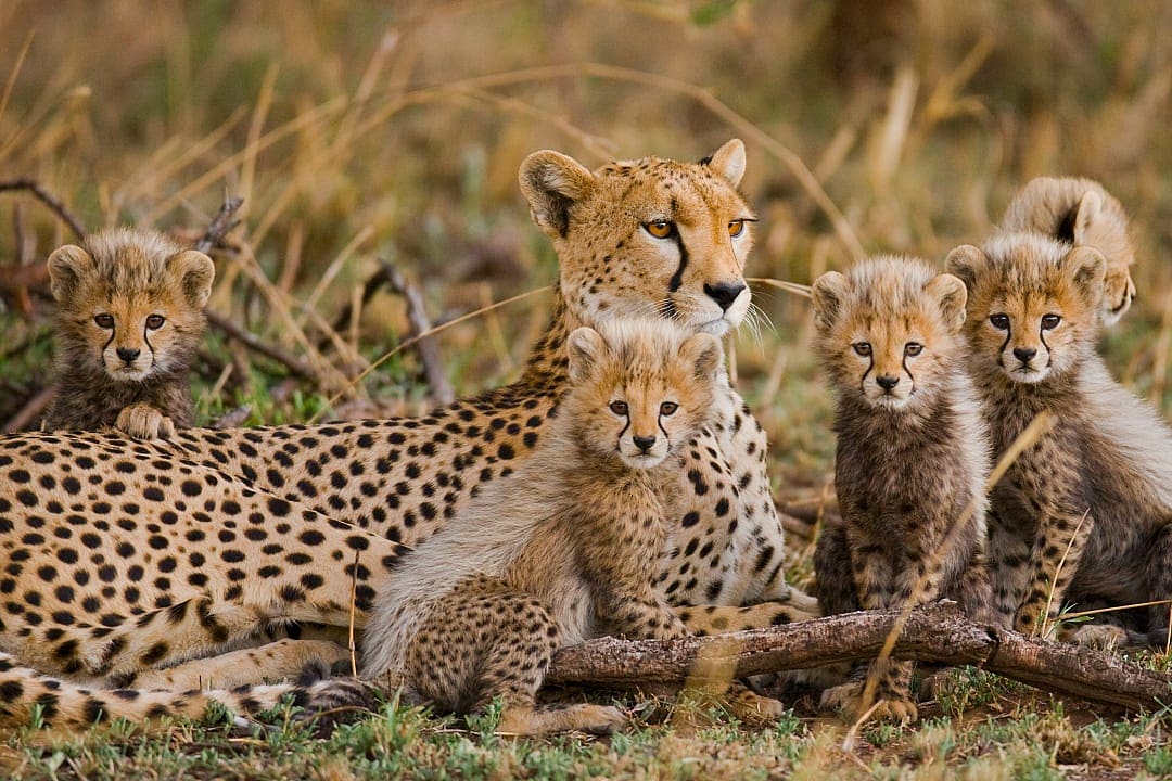 Cheetah and cubs in Serengeti National, Park, Tanzania