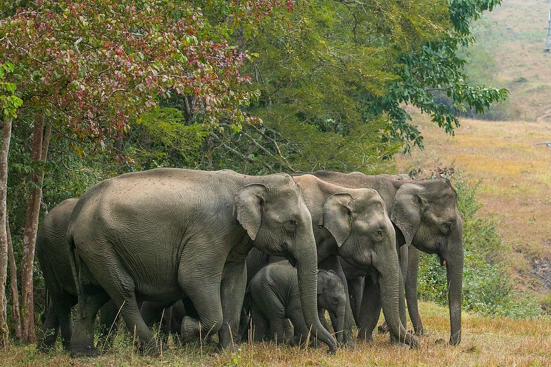Herd of wild Indian elephants with calves walking along forest edge in lush green landscape of India