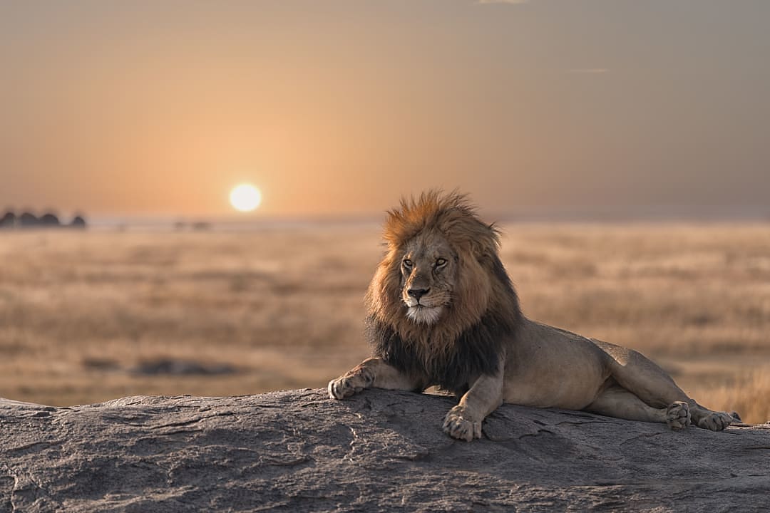A lion rests as the sun sinks below the horizon.