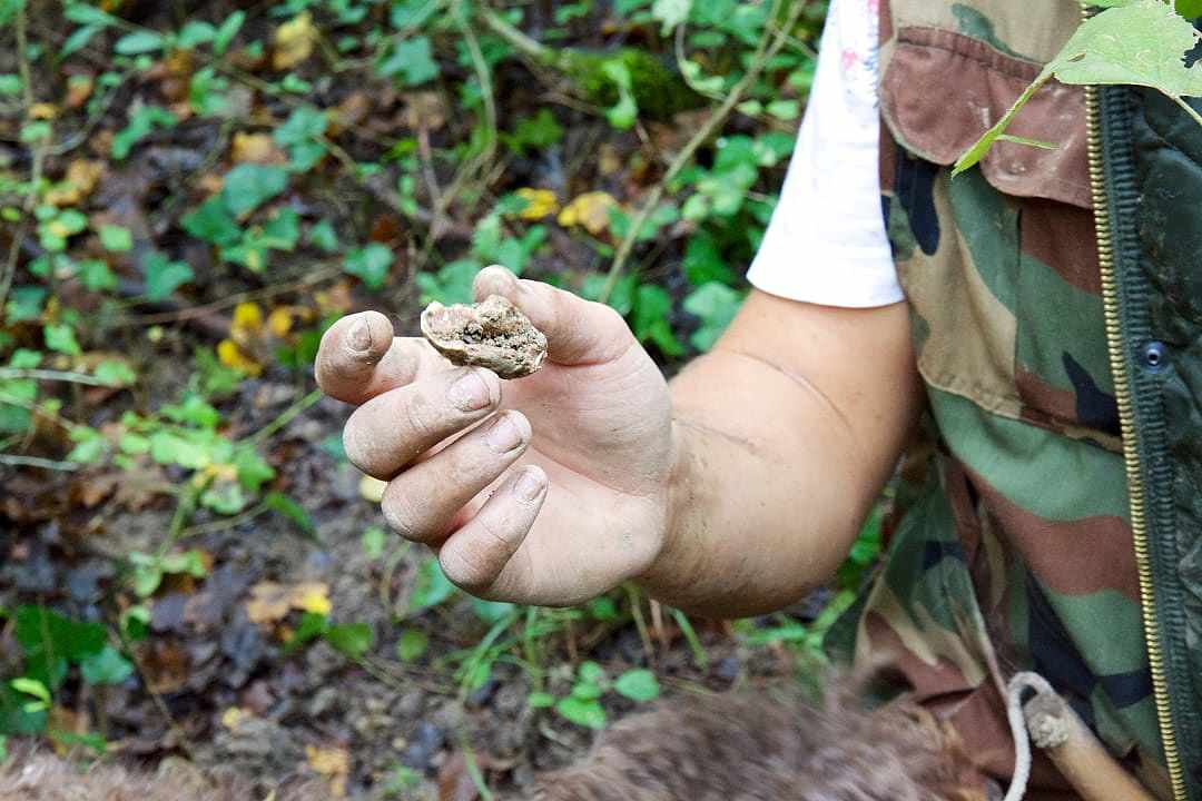 White truffle, Istria, Croatia.