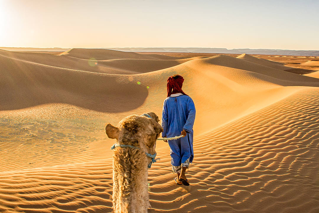 Berber guide leading a camel across golden sand dunes in the Sahara Desert at sunrise