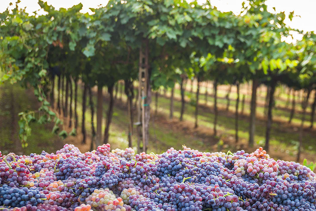Harvested grapes at a vineyard in Tuscany, Italy