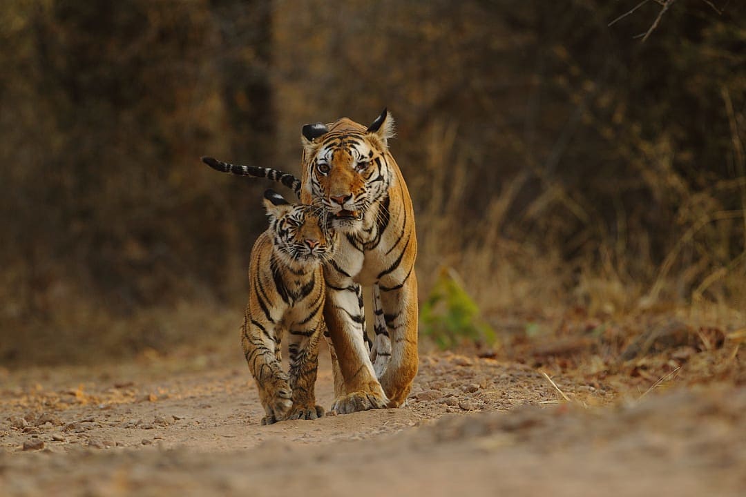 A mother tiger walks protectively beside her cub on a dirt path through the forest in golden light.