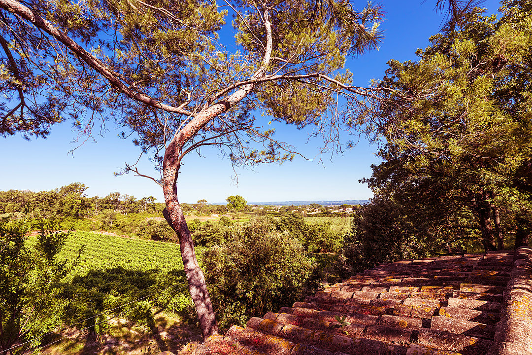 Vineyards overlooking Saint-Rémy de Provence, France