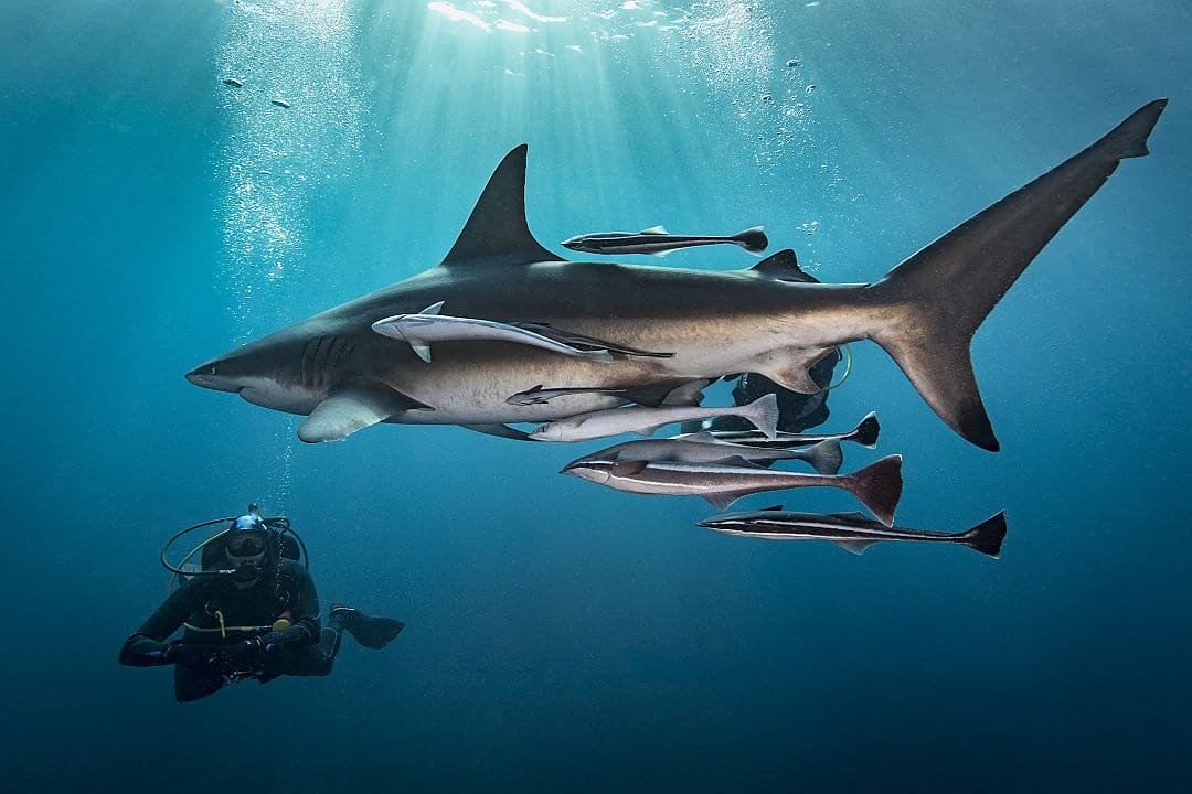 Suba diver with blacktip shark in Aliwal Shoal, South Africa