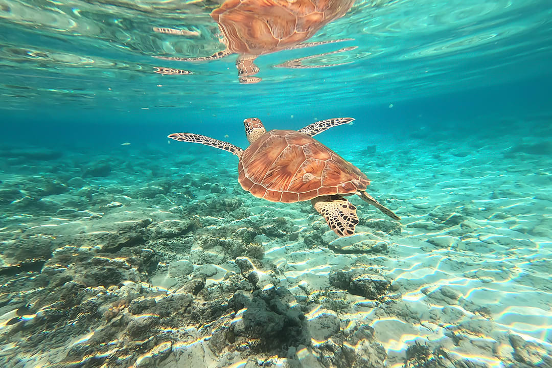 Sea Turtle swiming in turquoise sea water at Gili Trawangan, Lombok, Indonesia