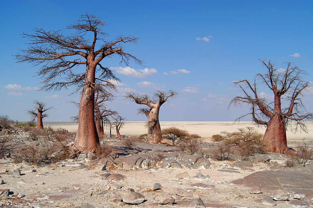 Dry salt pans of the Makgadkgadi in Botswana