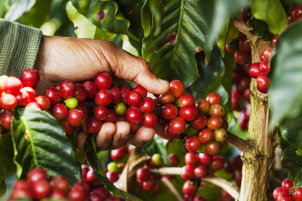 Farmer holding coffee berries still on the branch
