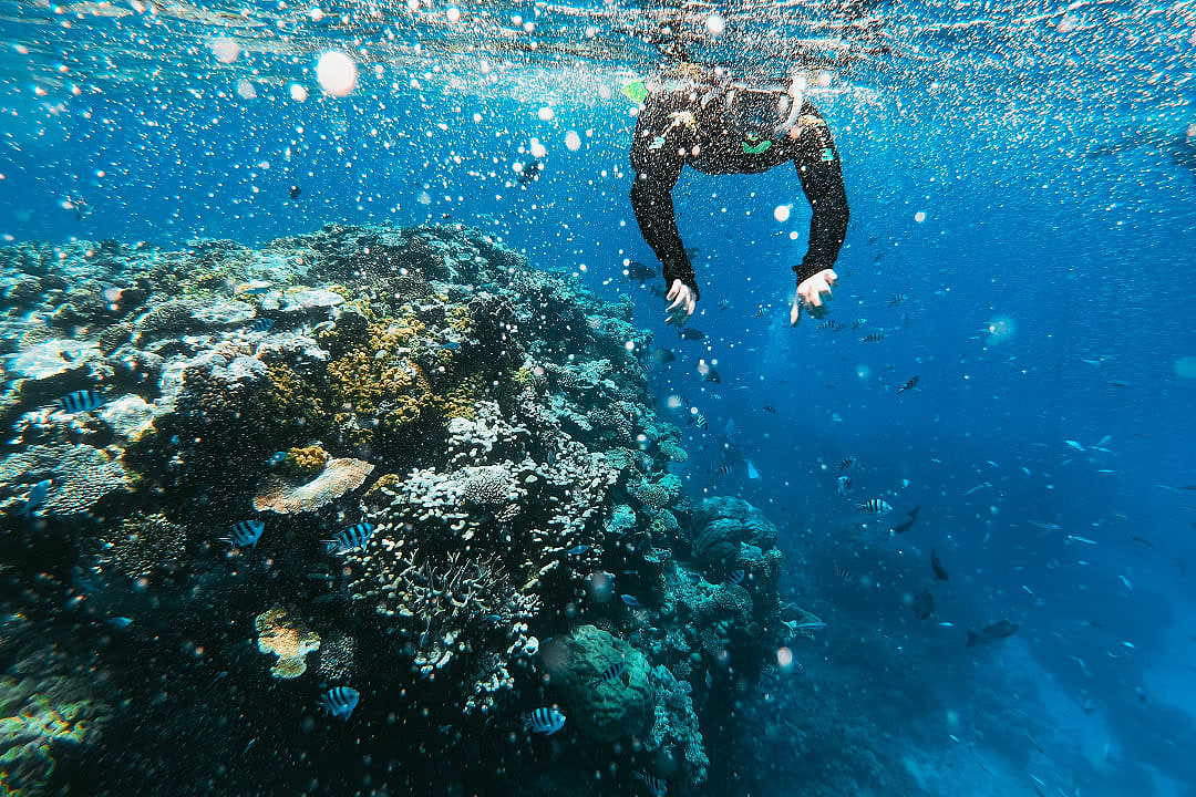 Person snorkeling in the waters of the Great Barrier Reef, Australia.