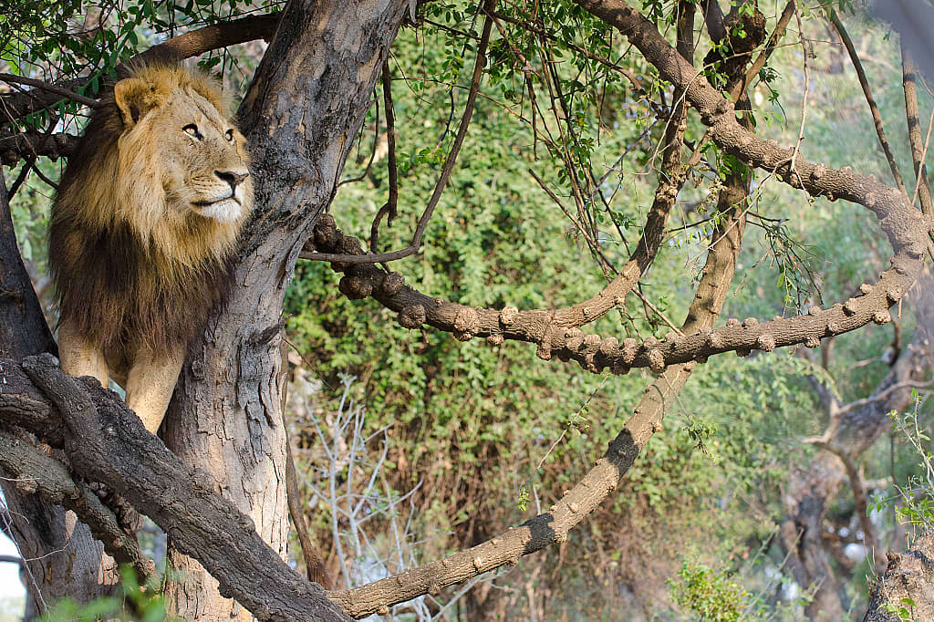 Lion in tree, Savuti National Park, Botswana