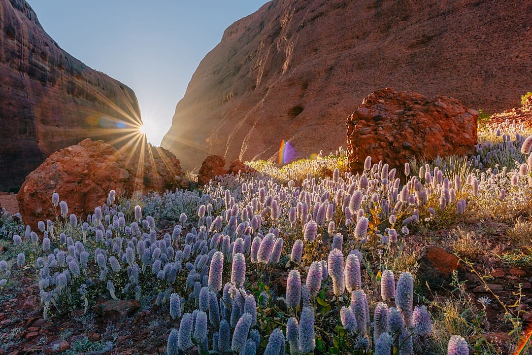 Walpa Gorge at Uluru-Kata Tjuta National Park in Australia's Northern Territory