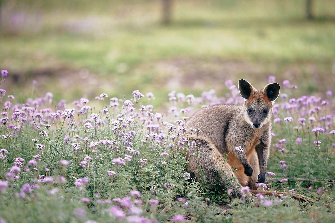 Wallaby on Kangaroo Island, South Australia