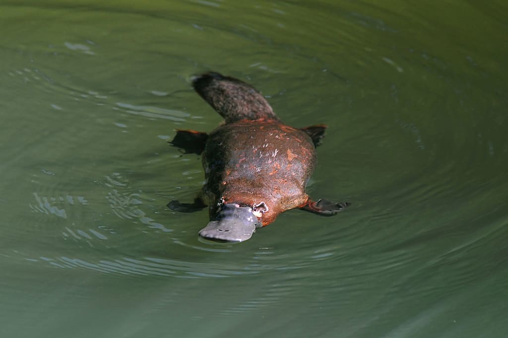Platypus swimming in the water