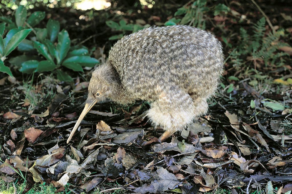 Kiwi on Stewart Island in New Zealand