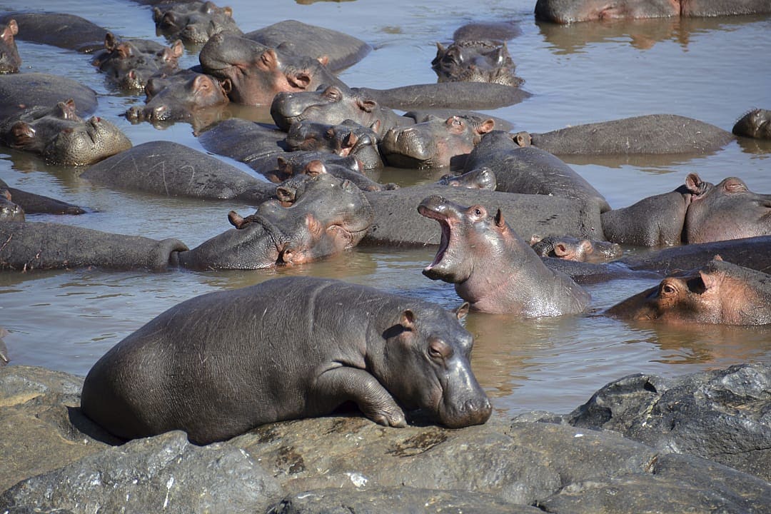 Hippos rest and bathe together in a shallow muddy river.