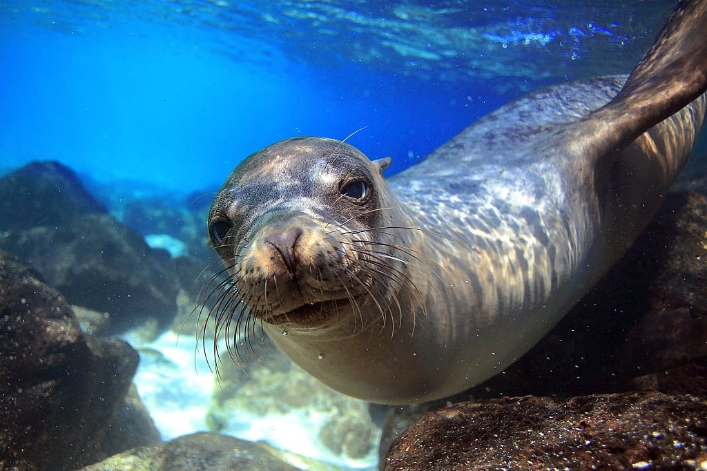 Sea lion swimming underwater in tidal lagoon, Galapagos islands, Ecuador