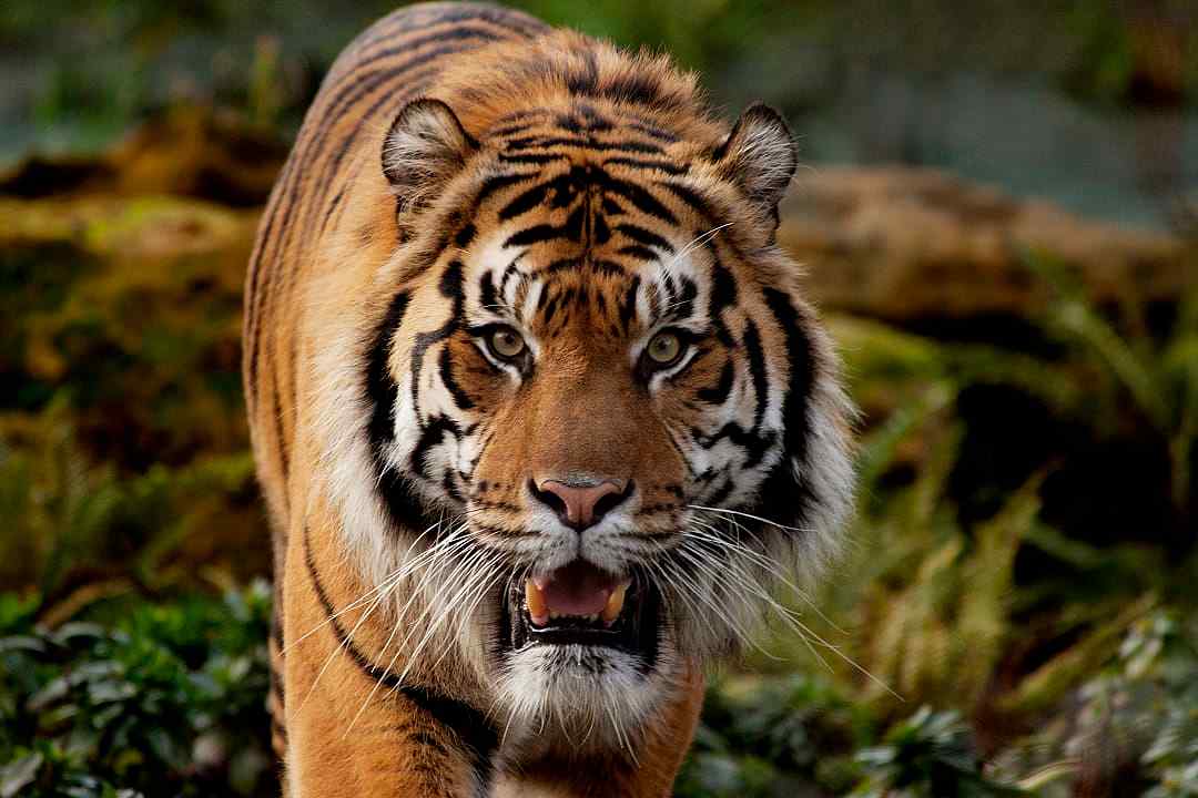 Sumatran Tiger, Indonesia.